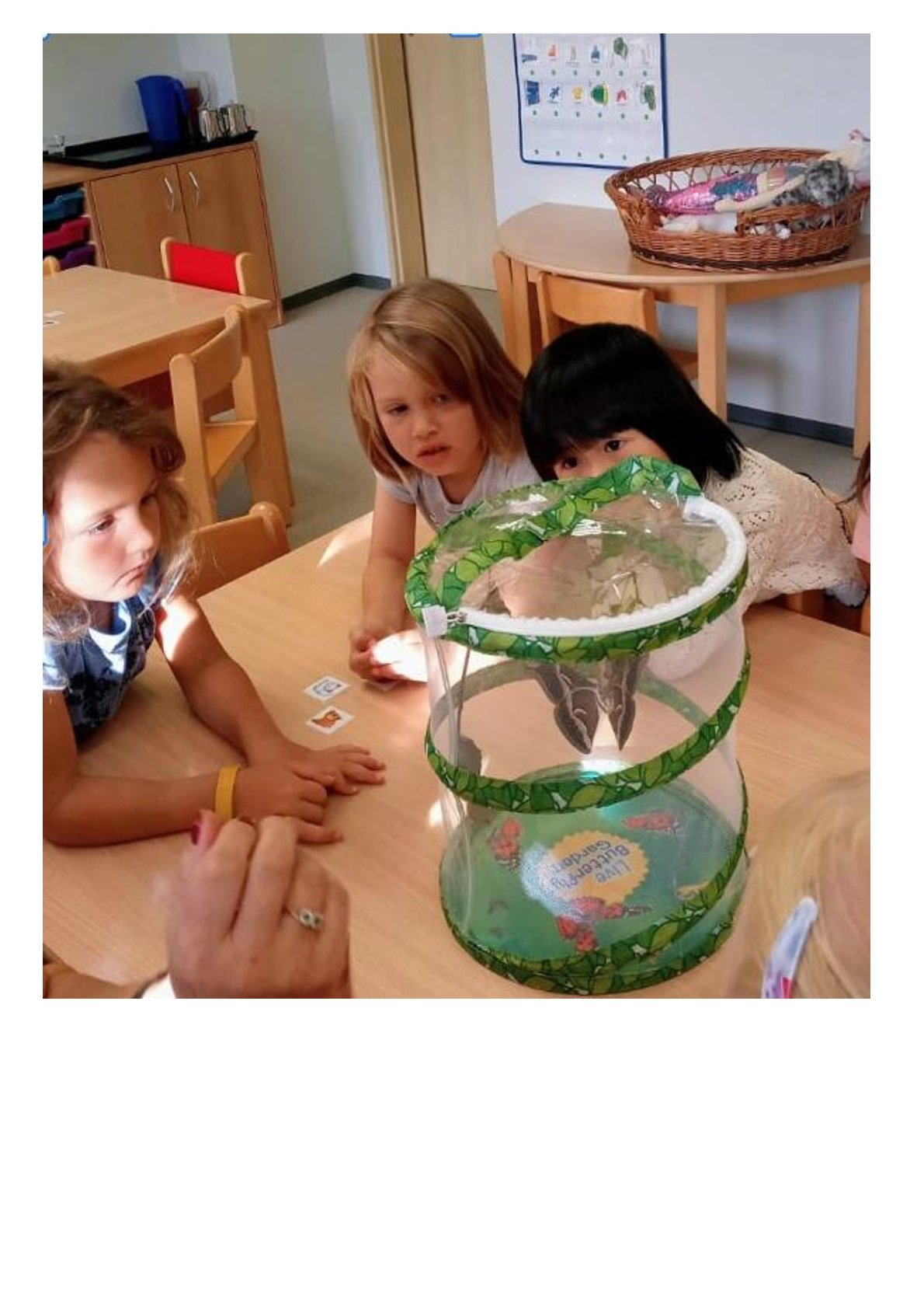 Jak se nám vylíhli noční motýli