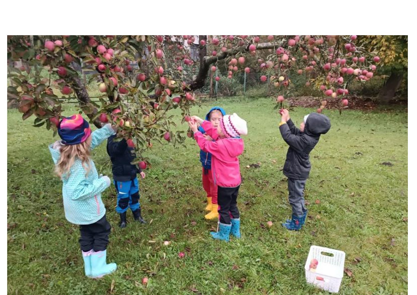 Děti sklízely úrodu